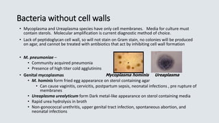 Bacteria without cell walls
• Mycoplasma and Ureaplasma species have only cell membranes. Media for culture must
contain sterols. Molecular amplification is current diagnostic method of choice.
• Lack of peptidoglycan cell wall, so will not stain on Gram stain, no colonies will be produced
on agar, and cannot be treated with antibiotics that act by inhibiting cell wall formation
• M. pneumoniae –
• Community acquired pneumonia
• Presence of high titer cold agglutinins
• Genital mycoplasmas
• M. hominis form fried egg appearance on sterol containing agar
• Can cause vaginitis, cervicitis, postpartum sepsis, neonatal infections , pre rupture of
membranes
• Ureaplasma urealyticum form Dark metal-like appearance on sterol containing media
• Rapid urea hydrolysis in broth
• Non-gonococcal urethritis, upper genital tract infection, spontaneous abortion, and
neonatal infections
Ureaplasma
Mycoplasma hominis
 