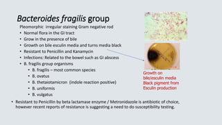 Bacteroides fragilis group
Pleomorphic irregular staining Gram negative rod
• Normal flora in the GI tract
• Grow in the presence of bile
• Growth on bile esculin media and turns media black
• Resistant to Penicillin and Kanamycin
• Infections: Related to the bowel such as GI abscess
• B. fragilis group organisms
• B. fragilis – most common species
• B. ovatus
• B. thetaiotamicron (indole reaction positive)
• B. uniformis
• B. vulgatus
• Resistant to Penicillin by beta lactamase enzyme / Metronidazole is antibiotic of choice,
however recent reports of resistance is suggesting a need to do susceptibility testing.
Growth on
bile/esculin media
Black pigment from
Esculin production
 