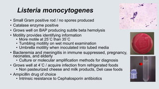 Listeria monocytogenes
• Small Gram positive rod / no spores produced
• Catalase enzyme positive
• Grows well on BAP producing subtle beta hemolysis
• Motility provides identifying information
• More motile at 25˚C than 35˚C
• Tumbling motility on wet mount examination
• Umbrella motility when inoculated into tubed media
• Bacteremia and meningitis in immune suppressed, pregnancy,
neonates, and elderly
• Culture or molecular amplification methods for diagnosis
• Grows well at 4˚C / acquire infection from refrigerated foods
• Non pasteurized cheese and milk products, Deli case foods
• Ampicillin drug of choice
• Intrinsic resistance to Cephalosporin antibiotics
 