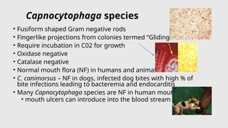 Fuiform Rods Comprehensive 2026 Bacteriology Update on Enterobacteriales and Gram ...