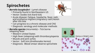 Comprehensive 2026 Bacteriology Update on Enterobacteriales and Gram ...