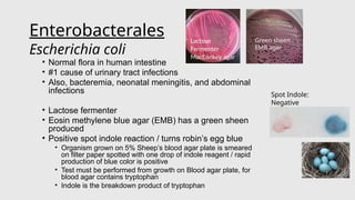 Comprehensive 2026 Bacteriology Update on Enterobacteriales and Gram ...