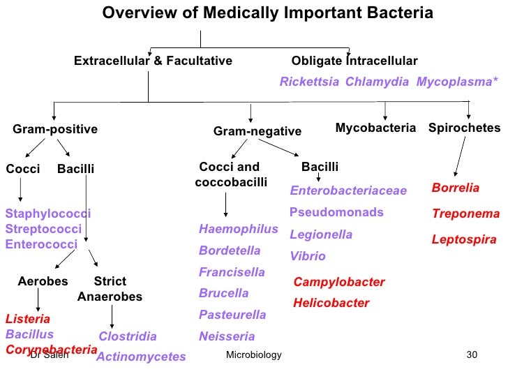 bacteria classification