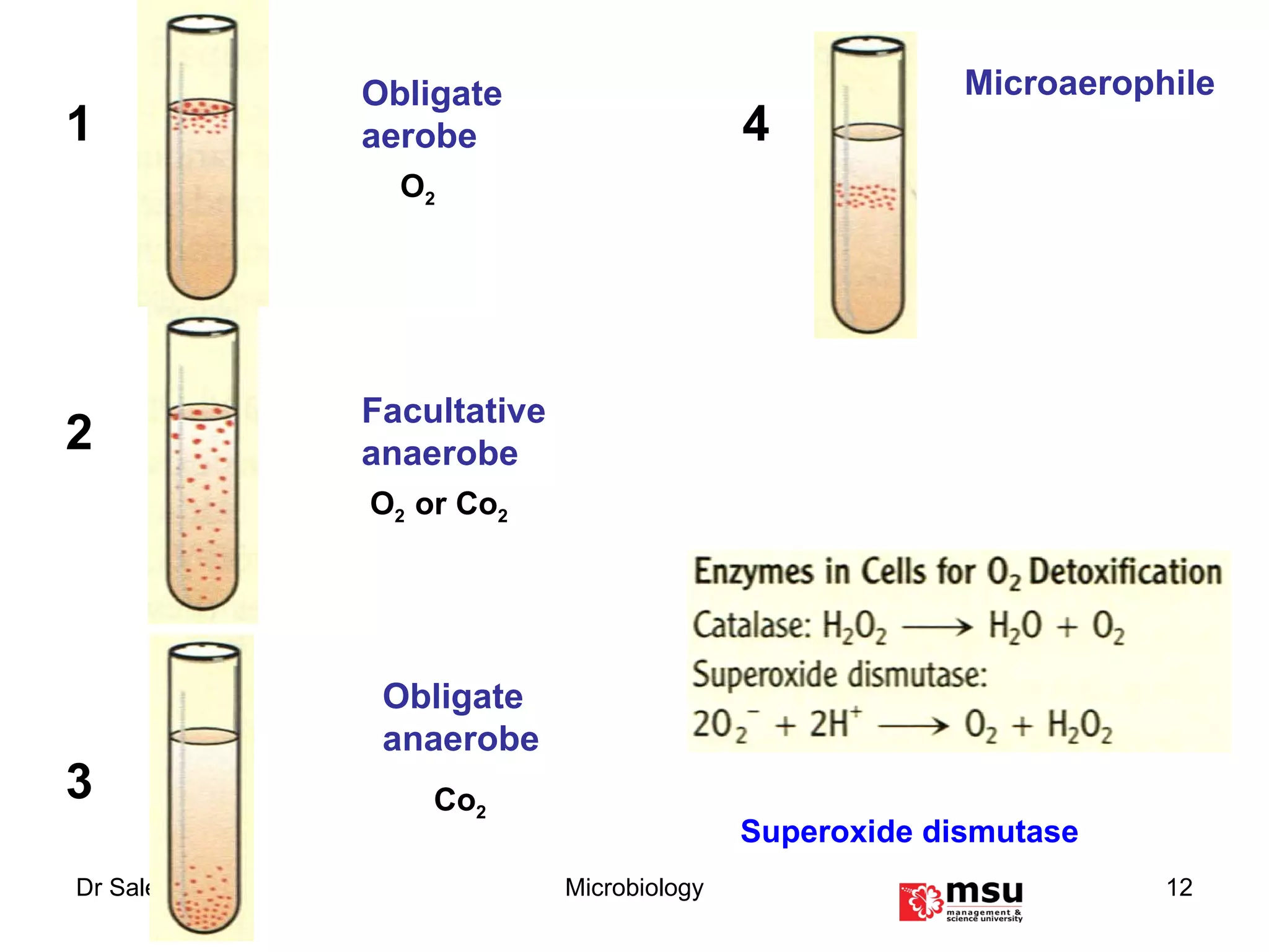 Obligate aerobe Facultative anaerobe Obligate anaerobe Microaerophile 1 2 3 4 O 2 O 2  or Co 2 Co 2 Superoxide dismutase 
