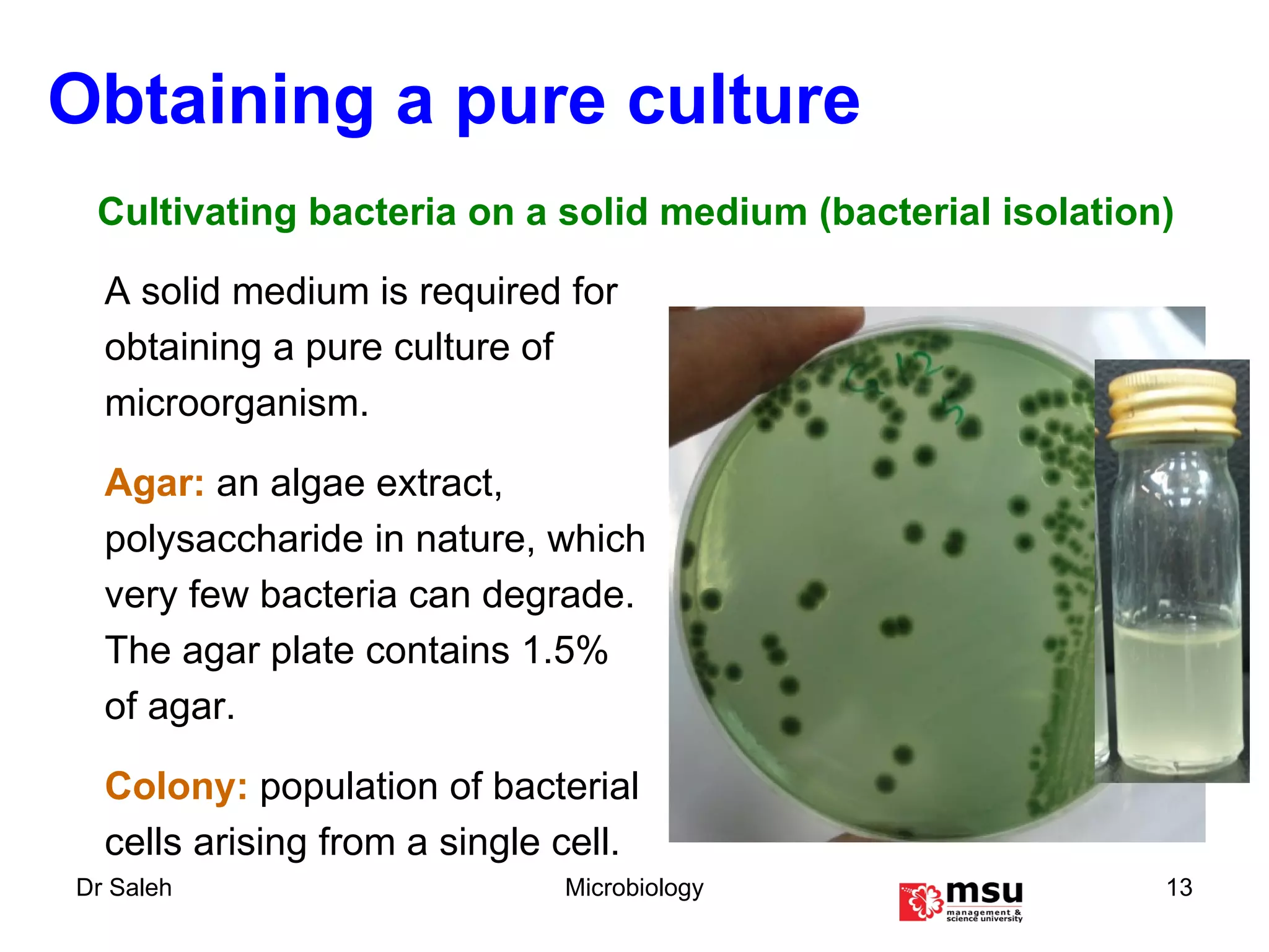 Obtaining a pure culture A solid medium is required for obtaining a pure culture of microorganism. Agar:   an algae extract, polysaccharide in nature, which very few bacteria can degrade. The agar plate contains 1.5% of agar. Colony:   population of bacterial cells arising from a single cell. Cultivating bacteria on a solid medium (bacterial isolation) 