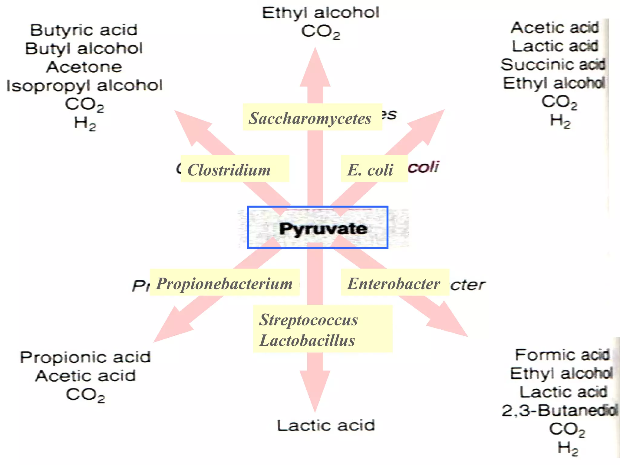 Saccharomycetes E. coli Clostridium Propionebacterium Enterobacter Streptococcus Lactobacillus 
