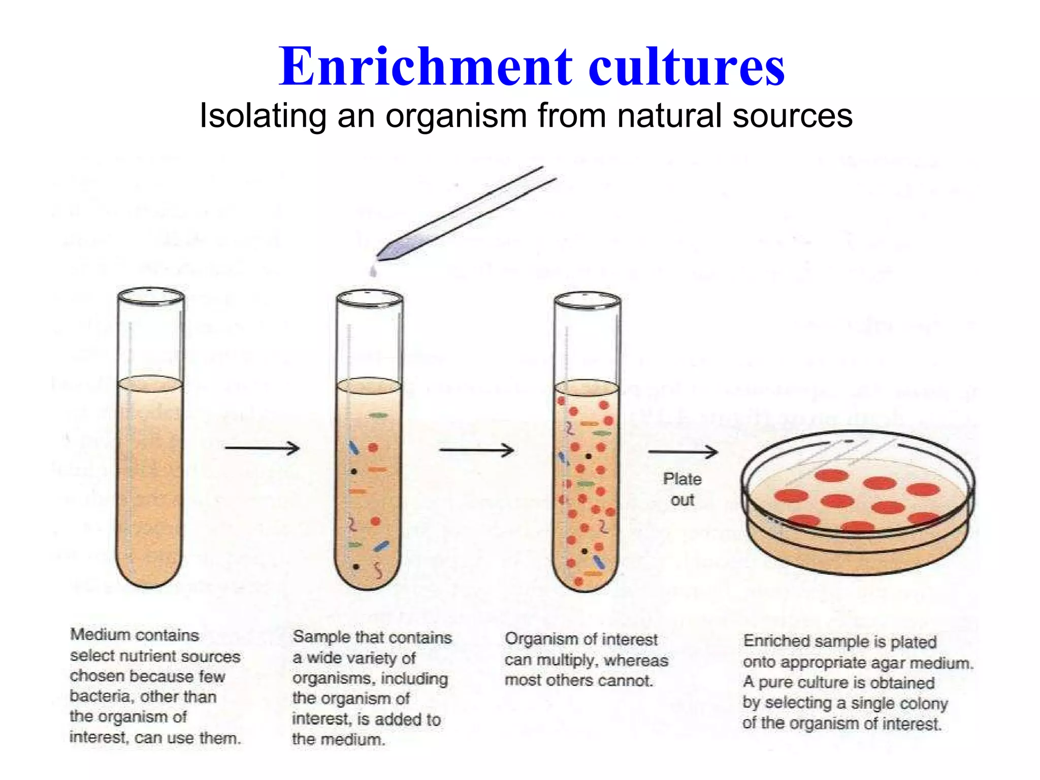 Enrichment cultures Isolating an organism from natural sources   