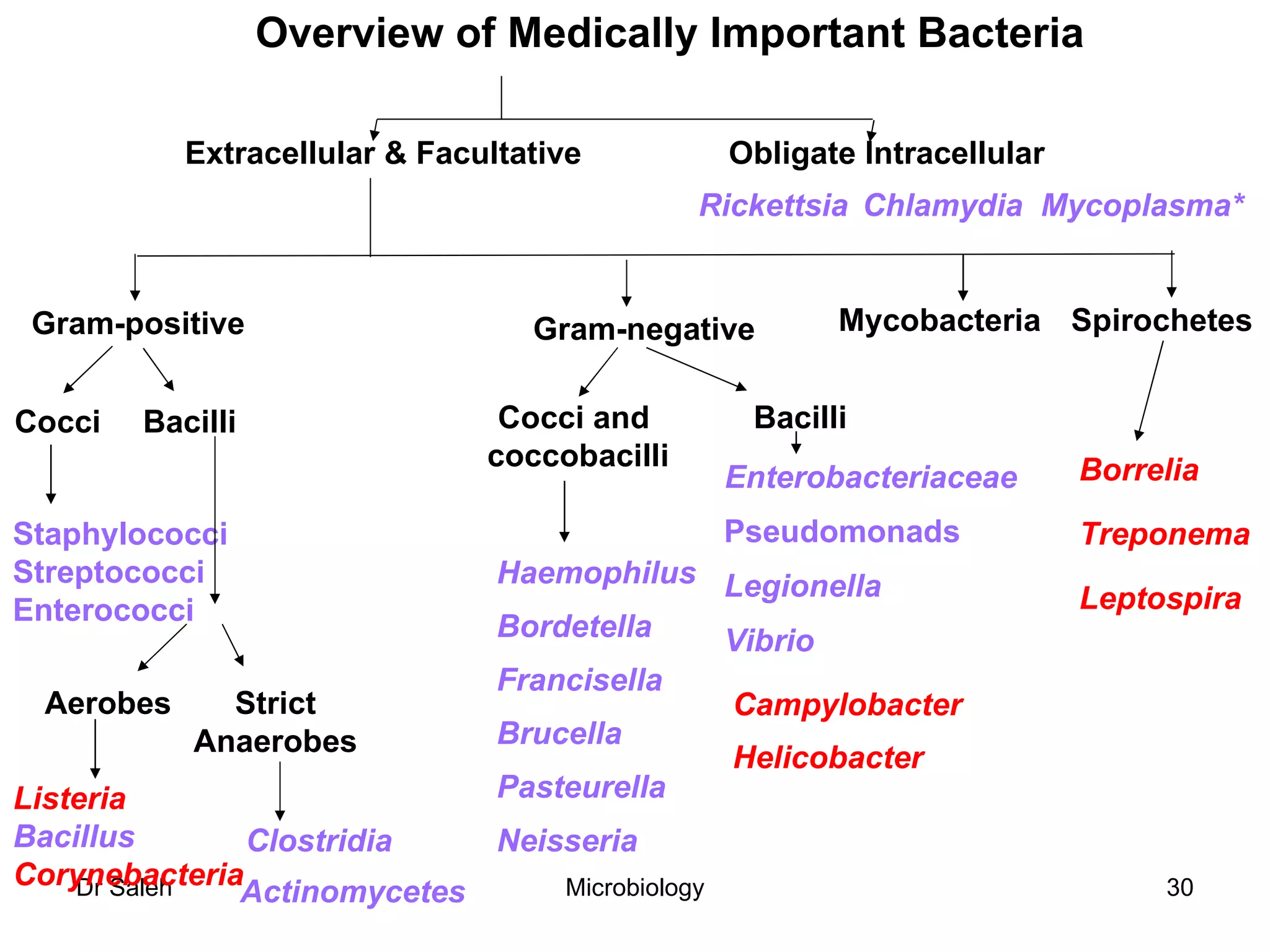 Overview of Medically Important Bacteria Rickettsia Chlamydia Mycoplasma* Clostridia Actinomycetes Obligate Intracellular Extracellular & Facultative Gram-positive Gram-negative Mycobacteria Spirochetes Cocci Bacilli Staphylococci Streptococci Enterococci Listeria Bacillus Corynebacteria Cocci and  coccobacilli Bacilli Haemophilus Bordetella Neisseria Enterobacteriaceae Pseudomonads Legionella Campylobacter Helicobacter Borrelia Leptospira Treponema Brucella Francisella Pasteurella Aerobes Strict Anaerobes Vibrio 
