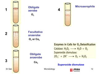 Obligate aerobe Facultative anaerobe Obligate anaerobe Microaerophile 1 2 3 4 O 2 O 2  or Co 2 Co 2 Superoxide dismutase 