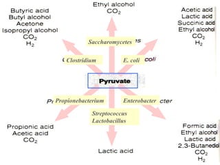 Saccharomycetes E. coli Clostridium Propionebacterium Enterobacter Streptococcus Lactobacillus 