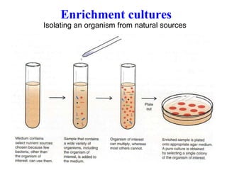 Enrichment cultures Isolating an organism from natural sources   
