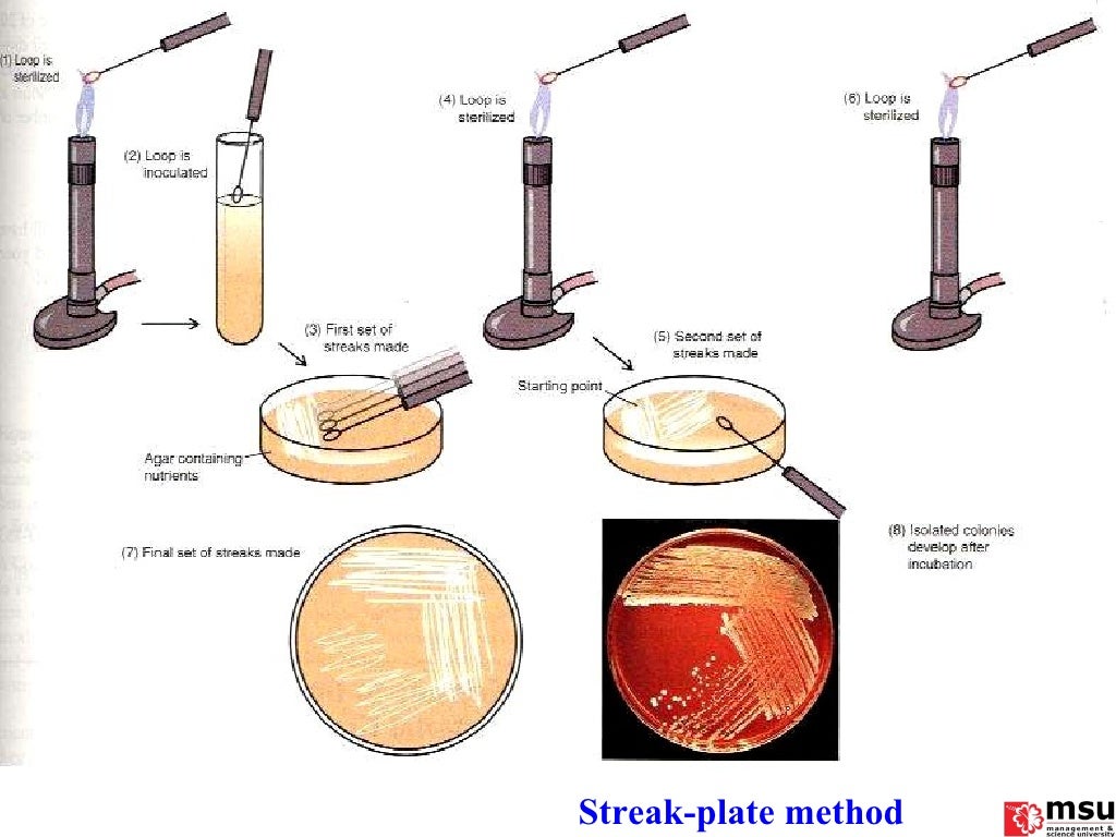 Bacteriology physiology