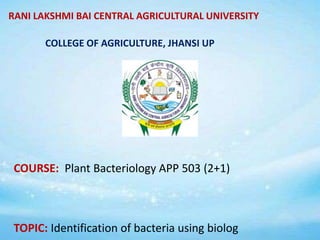RANI LAKSHMI BAI CENTRAL AGRICULTURAL UNIVERSITY
COLLEGE OF AGRICULTURE, JHANSI UP
COURSE: Plant Bacteriology APP 503 (2+1)
TOPIC: Identification of bacteria using biolog
 