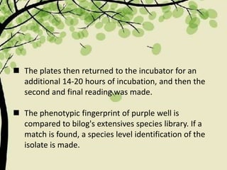  The plates then returned to the incubator for an
additional 14-20 hours of incubation, and then the
second and final reading was made.
 The phenotypic fingerprint of purple well is
compared to bilog's extensives species library. If a
match is found, a species level identification of the
isolate is made.
 