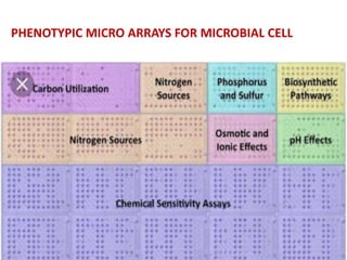 PHENOTYPIC MICRO ARRAYS FOR MICROBIAL CELL
 