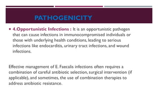 PATHOGENICITY
 4.Opportunistic Infections : It is an opportunistic pathogen
that can cause infections in immunocompromised individuals or
those with underlying health conditions, leading to serious
infections like endocarditis, urinary tract infections, and wound
infections.
Effective management of E. Faecalis infections often requires a
combination of careful antibiotic selection, surgical intervention (if
applicable), and sometimes, the use of combination therapies to
address antibiotic resistance.
 