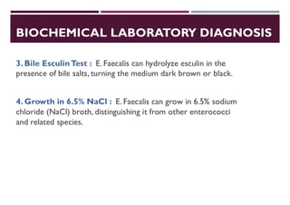 BIOCHEMICAL LABORATORY DIAGNOSIS
3. Bile EsculinTest : E. Faecalis can hydrolyze esculin in the
presence of bile salts, turning the medium dark brown or black.
4. Growth in 6.5% NaCl : E. Faecalis can grow in 6.5% sodium
chloride (NaCl) broth, distinguishing it from other enterococci
and related species.
 
