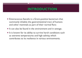 INTRODUCTION
 Enterococcus faecalis is a Gram-positive bacterium that
commonly inhabits the gastrointestinal tract of humans
and other mammals as part of their normal flora
 It can also be found in the environment and in sewage.
 It is known for its ability to survive harsh conditions such
as extreme temperatures and high salinity, which
contributes to its resilience in various environments.
 
