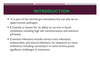INTRODUCTION
 It is part of the normal gut microbiota but can also be an
opportunistic pathogen.
 E. Faecalis is known for its ability to survive in harsh
conditions, including high salt concentrations and extreme
pH levels.
 Common infections include urinary tract infections,
endocarditis, and wound infections. Its resistance to many
antibiotics, including vancomycin in some strains, poses
significant challenges in treatment.
 