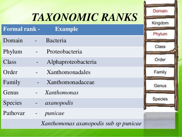 Bacterial Taxonomy Chart