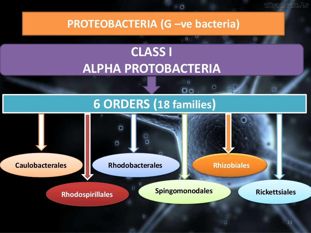 Taxonomy of Bacteria, Bergey's Manual of Systematic Bacteriology and