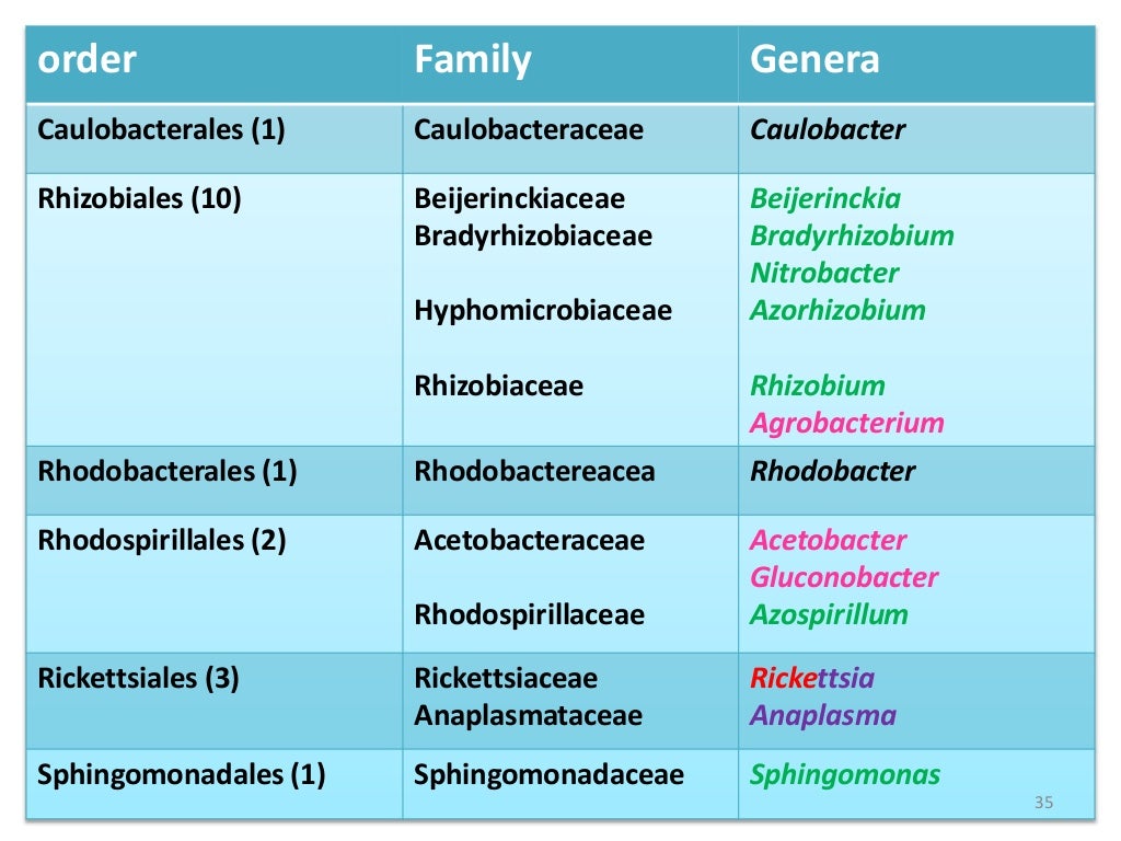 Taxonomy of Bacteria, Bergey's Manual of Systematic Bacteriology and