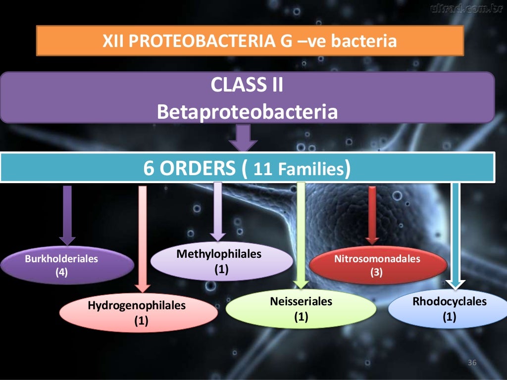 Taxonomy of Bacteria, Bergey's Manual of Systematic Bacteriology and