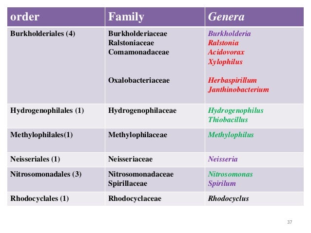 Taxonomy of Bacteria, Bergey's Manual of Systematic Bacteriology and
