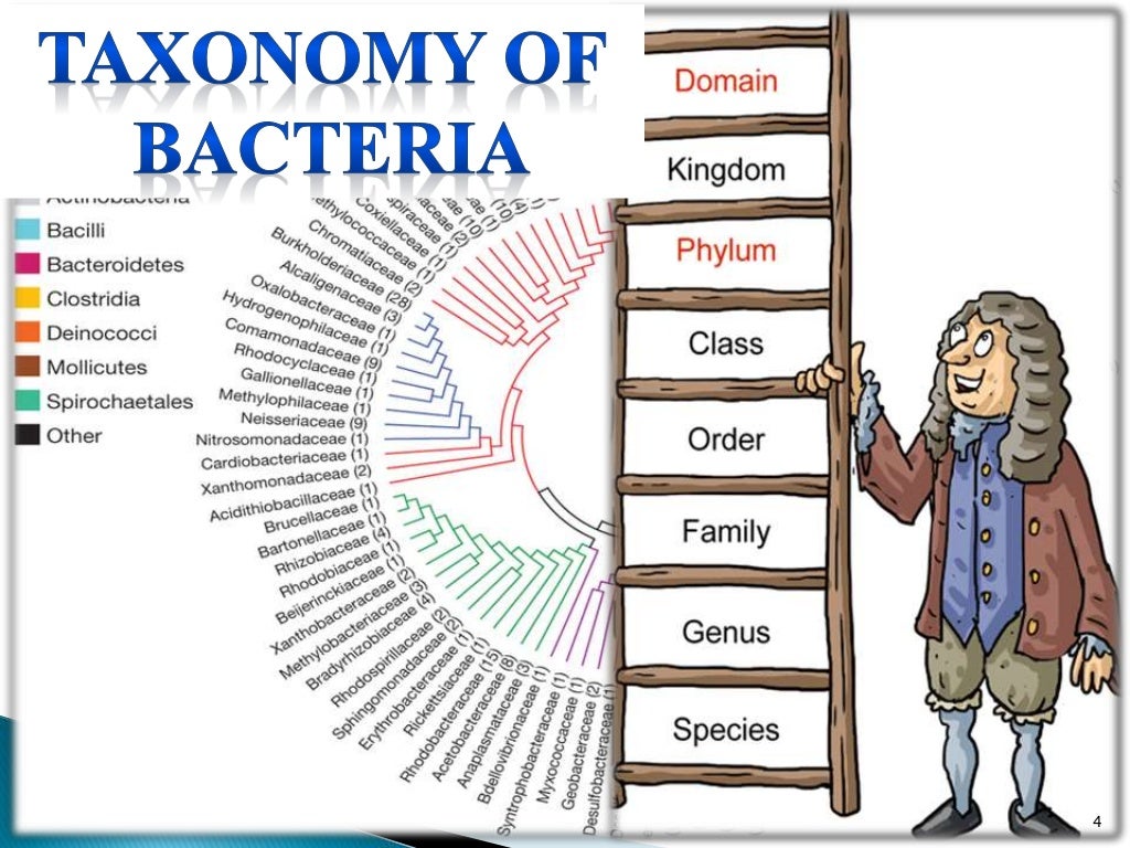 Taxonomy of Bacteria, Bergey's Manual of Systematic Bacteriology and