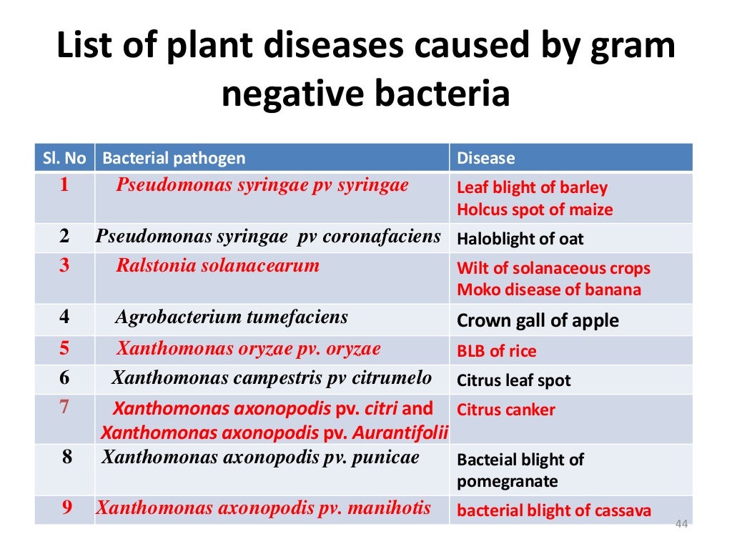 Taxonomy of Bacteria, Bergey's Manual of Systematic Bacteriology and