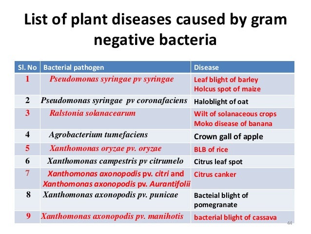 Taxonomy of Bacteria, Bergey's Manual of Systematic Bacteriology and