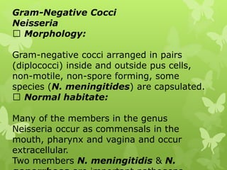 Gram-Negative Cocci
Neisseria
Morphology:
Gram-negative cocci arranged in pairs
(diplococci) inside and outside pus cells,
non-motile, non-spore forming, some
species (N. meningitides) are capsulated.
Normal habitate:
Many of the members in the genus
Neisseria occur as commensals in the
mouth, pharynx and vagina and occur
extracellular.
Two members N. meningitidis & N.
 