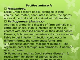 Bacillus anthracis
Morphology:
Large Gram positive bacilli, arranged in long
chains, non-motile, sporulated in vitro, the spores
are oval, central and not stained with Gram stain.
Pathogenesis (Anthrax):
Anthrax is primarily a disease of farm animals e.g.
cattle and sheep. Man is infected by coming in
contact with diseased animals or their dead bodies.
Farmers, butchers and veterinary doctors are more
liable to get infection. Infection could occur in
different forms, the commonest forms are:
1- Cutaneous anthrax (malignant pustule): The
organism enters through skin abrasions. A necrotic
ulcer is formed.
2- Pulmonary anthrax (wool sorters disease): It
results from inhalation of spores leading to
 
