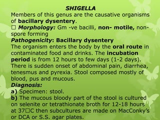 SHIGELLA
Members of this genus are the causative organisms
of bacillary dysentery.
Morphology: Gm -ve bacilli, non- motile, non-
spore forming
Pathogenicity: Bacillary dysentery
The organism enters the body by the oral route in
contaminated food and drinks. The incubation
period is from 12 hours to few days (1-2 days).
There is sudden onset of abdominal pain, diarrhea,
tenesmus and pyrexia. Stool composed mostly of
blood, pus and mucous.
Diagnosis:
a) Specimen: stool.
b) The mucous bloody part of the stool is cultured
on selenite or tetrathionate broth for 12-18 hours
at 37 C then subcultures are made on MacConky’s
or DCA or S.S. agar plates.
 