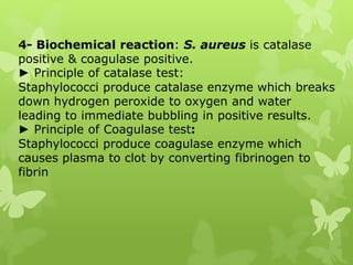 4- Biochemical reaction: S. aureus is catalase
positive & coagulase positive.
► Principle of catalase test:
Staphylococci produce catalase enzyme which breaks
down hydrogen peroxide to oxygen and water
leading to immediate bubbling in positive results.
► Principle of Coagulase test:
Staphylococci produce coagulase enzyme which
causes plasma to clot by converting fibrinogen to
fibrin
 