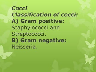 Cocci
Classification of cocci:
A) Gram positive:
Staphylococci and
Streptococci.
B) Gram negative:
Neisseria.
 