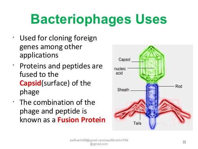 Bacteriophage