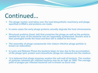 Continued…
 The phage nucleic acid takes over the host biosynthetic machinery and phage
specified m-RNA's and proteins are made.
 In some cases the early phage proteins actually degrade the host chromosome.
 Structural proteins (head, tail) that comprise the phage as well as the proteins
needed for lysis of the bacterial cell are separately synthesized. Nucleic acid is
then packaged inside the head and then tail is added to the head.
 The assembly of phage components into mature infective phage particle is
known as maturation.
 In Lysis and Release Phase the bacteria begin to lyse due to the accumulation
of the phage lysis protein and intracellular phage are released into the medium.
 It is believed that phage enzymes weaken the cell wall of bacteria. The number
of particles released per infected bacteria may be as high as 1000. The average
yield of phages per infected bacterial cell is known as burst size.
 