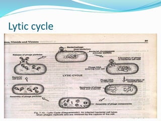 Lytic cycle
 
