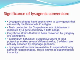 Significance of lysogenic conversion:
 • Lysogenic phages have been shown to carry genes that
can modify the Salmonella O antigen.
 • Toxin production by Corynebacterium diphtheriae is
mediated by a gene carried by a beta phage.
 Only those strains that have been converted by lysogeny
are pathogenic.
 • Clostridium botulinum, a causative agent of food
poisoning, makes several different toxins, 2 ofwhich are
actually encoded by prophage genomes.
 • Lysogenised bacteria are resistant to superinfection by
same or related phages. This is known as superinfection
immunity.
 