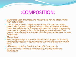 :COMPOSITION:
 Depending upon the phage, the nucleic acid can be either DNA or
RNA but not both.
 The nucleic acids of phages often contain unusual or modified
bases, which protect phage nucleic acid from nucleases thatbreak
down host nucleic acids during phage infection. Simple phages may
have only 3-5 genes while complex phages may have over 100
genes. Certain phages are known have single stranded DNA as their
nucleic acid.
 Morphology:
 Most phages range in size from 24-200 nm in length. T4 is among
the largest phages; it is approximately 200 nm long and 80-100 nm
wide.
 All phages contain a head structure, which can vary in
 size and shape. Some are icosahedral (20 sides)others are
filamentous
 