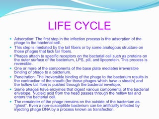 LIFE CYCLE
 Adsorption: The first step in the infection process is the adsorption of the
phage to the bacterial cell.
 This step is mediated by the tail fibers or by some analogous structure on
those phages that lack tail fibers.
 Phages attach to specific receptors on the bacterial cell such as proteins on
the outer surface of the bacterium, LPS, pili, and lipoprotein. This process is
reversible.
 One or more of the components of the base plate mediates irreversible
binding of phage to a bacterium.
 Penetration: The irreversible binding of the phage to the bacterium results in
the contraction of the sheath (for those phages which have a sheath) and
the hollow tail fiber is pushed through the bacterial envelope.
 Some phages have enzymes that digest various components of the bacterial
envelope. Nucleic acid from the head passes through the hollow tail and
enters the bacterial cell.
 The remainder of the phage remains on the outside of the bacterium as
“ghost”. Even a non-susceptible bacterium can be artificially infected by
injecting phage DNA by a process known as transfection.
 