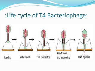 :Life cycle of T4 Bacteriophage:
 