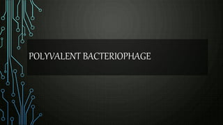 POLYVALENT BACTERIOPHAGE
 