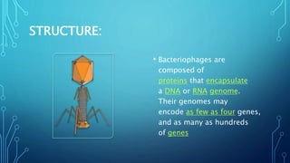STRUCTURE:
• Bacteriophages are
composed of
proteins that encapsulate
a DNA or RNA genome.
Their genomes may
encode as few as four genes,
and as many as hundreds
of genes
 