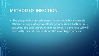 METHOD OF INFECTION
• The phage infection cycle seems to be simple but extremely
efficient: a single phage injects its genome into a bacterial cell,
switching the cells' programme in its favour so the host cell will
eventually die and release about 100 new phage particles.
 