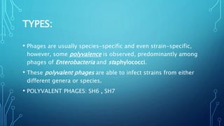 TYPES:
• Phages are usually species-specific and even strain-specific,
however, some polyvalence is observed, predominantly among
phages of Enterobacteria and staphylococci.
• These polyvalent phages are able to infect strains from either
different genera or species.
• POLYVALENT PHAGES: SH6 , SH7
 