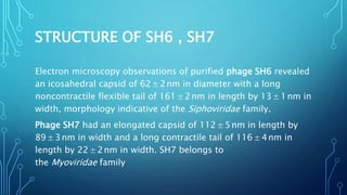 STRUCTURE OF SH6 , SH7
Electron microscopy observations of purified phage SH6 revealed
an icosahedral capsid of 62 ± 2 nm in diameter with a long
noncontractile flexible tail of 161 ± 2 nm in length by 13 ± 1 nm in
width, morphology indicative of the Siphoviridae family.
Phage SH7 had an elongated capsid of 112 ± 5 nm in length by
89 ± 3 nm in width and a long contractile tail of 116 ± 4 nm in
length by 22 ± 2 nm in width. SH7 belongs to
the Myoviridae family
 