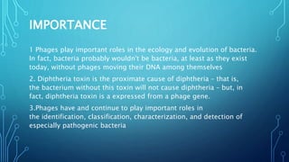 IMPORTANCE
1 Phages play important roles in the ecology and evolution of bacteria.
In fact, bacteria probably wouldn't be bacteria, at least as they exist
today, without phages moving their DNA among themselves
2. Diphtheria toxin is the proximate cause of diphtheria – that is,
the bacterium without this toxin will not cause diphtheria – but, in
fact, diphtheria toxin is a expressed from a phage gene.
3.Phages have and continue to play important roles in
the identification, classification, characterization, and detection of
especially pathogenic bacteria
 