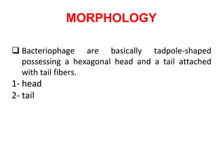 MORPHOLOGY
 Bacteriophage are basically tadpole-shaped
possessing a hexagonal head and a tail attached
with tail fibers.
1- head
2- tail
 